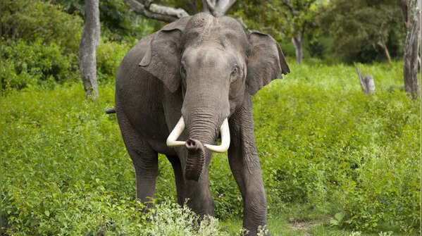 Tusk diversity