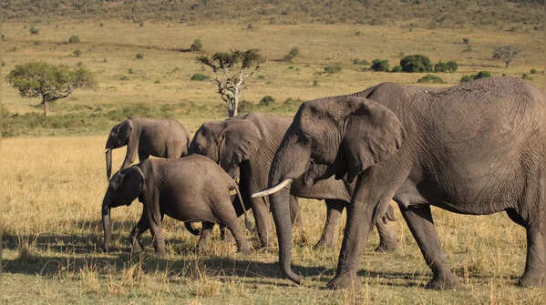 Distinguishing species