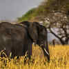 Article image for: Number of species