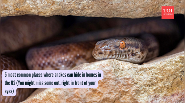 5 most common places where snakes can hide in homes in the US (You might miss some out, right in front of your eyes)