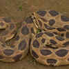 Article image for: Russell’s Viper (Daboia russelii)