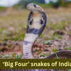 Article image for: The ‘Big Four’ snakes of <i class="tbold">india</i> and where travellers can spot them in the wild