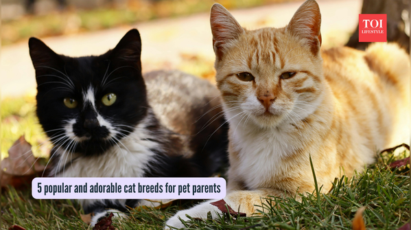 5 popular and adorable cat breeds for pet parents