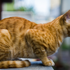 Indian billi (indie cat)