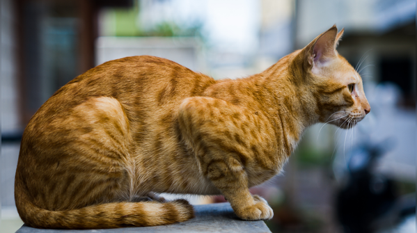 Indian billi (indie cat)