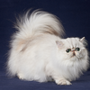 Persian cat