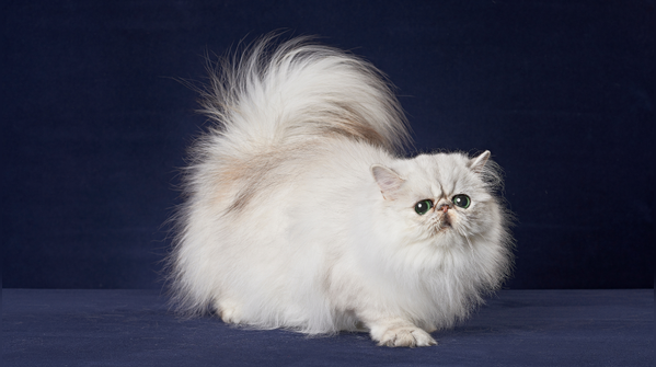 Persian cat