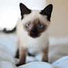 Siamese cat