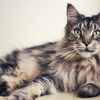 Maine coon