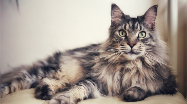 Maine coon