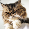 Himalayan cat