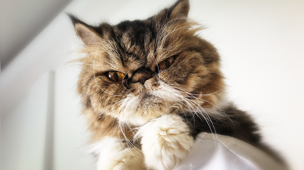 Himalayan cat
