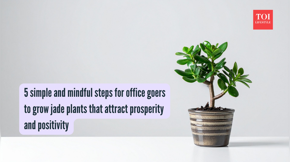 5 simple and mindful steps for office goers to grow jade plants that attract prosperity and positivity