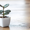 What is the best time to grow a Jade plant