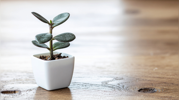 What is the best time to grow a Jade plant