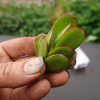 Preparing the right Jade cutting