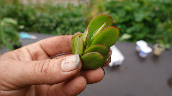 Preparing the right Jade cutting