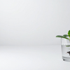 Sow the plant in a jar or water or wet soil