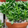 Caring for new plants