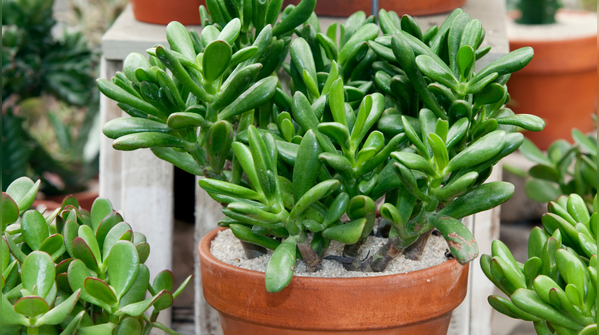 Caring for new plants