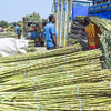 Article image for: Sugarcane price hike: Govt raises FRP to Rs 365/quintal for 2026-27, farmers to benefit from higher returns