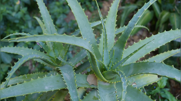 Aloe Vera