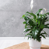 Article image for: Peace Lily