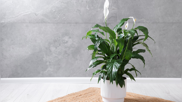 Peace Lily