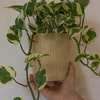 Pothos