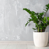 Article image for: ZZ Plant