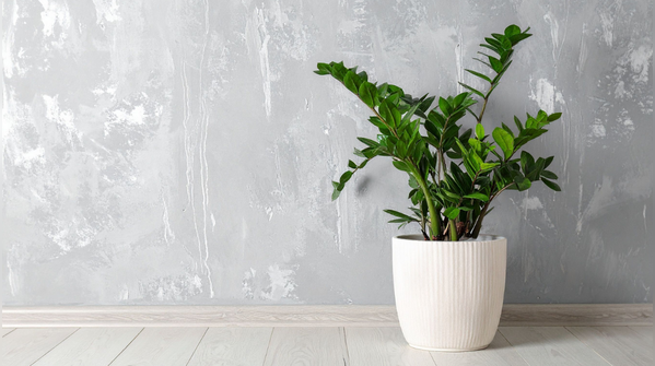 ZZ Plant