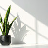 Article image for: Snake Plant