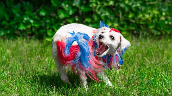 8 ‘weird’ dog behaviours explained