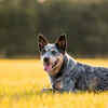 Barking at “nothing”