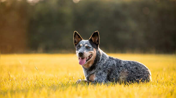Barking at “nothing”