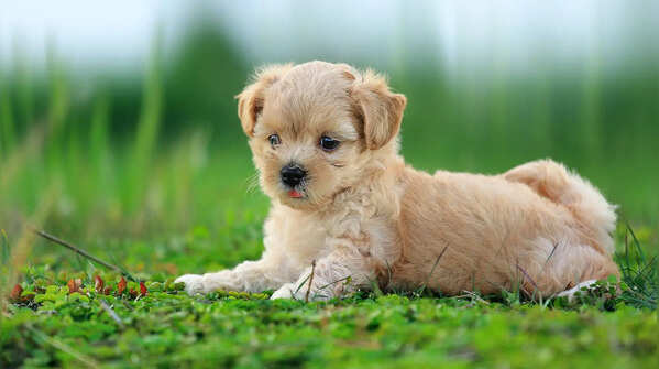 Eating grass for no clear reason