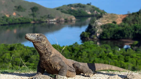 5 prehistoric-era animals that still walk the Earth today