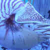 Nautilus: surviving quietly in the <i class="tbold">deep</i> sea