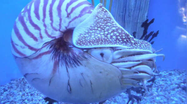 Nautilus: surviving quietly in the deep sea