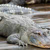 Article image for: Alligator: built the same for millions of years