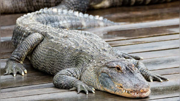 Alligator: built the same for millions of years