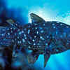 Coelacanth: the fish that wasn’t supposed to exist anymore