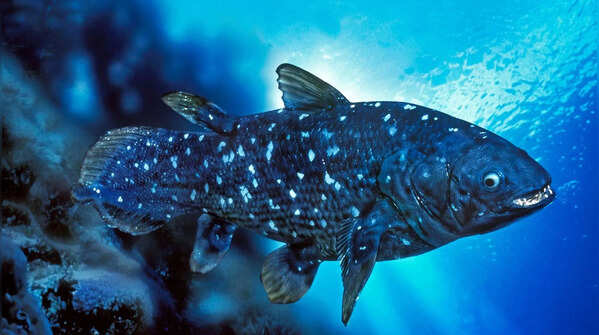 Coelacanth: the fish that wasn’t supposed to exist anymore