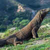 Komodo dragon: a reptile that looks like it belongs in another era