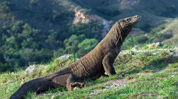 Komodo dragon: a reptile that looks like it belongs in another era