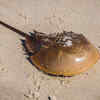 Horseshoe crab: a creature older than dinosaurs