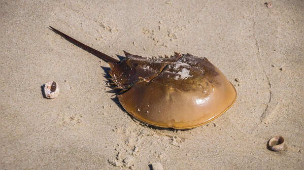 Horseshoe crab: a creature older than dinosaurs