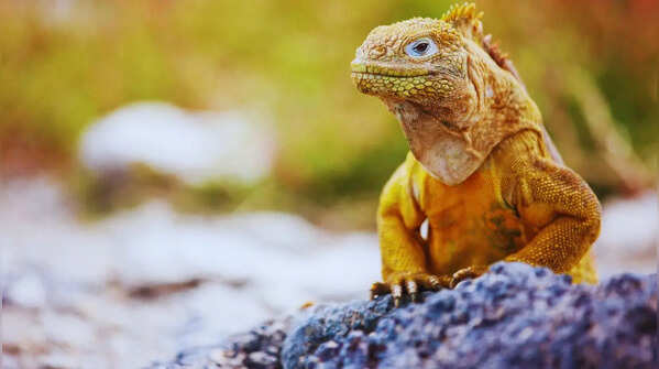 Galapagos National Park (Ecuador)