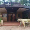 Article image for: Kolhapur minister and MLAs oppose proposed forest corridor for Sahyadri Tiger Reserve