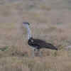 Article image for: Great Indian Bustard remains absent from Nannaj Sanctuary and Boramani grasslands for second year in a row during census